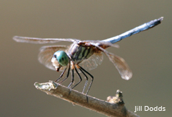 Dragonfly at Crystal Springs