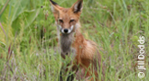 Dvoor Farm, fox in meadow