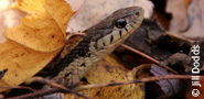 Quakertown Preserve, garter snake