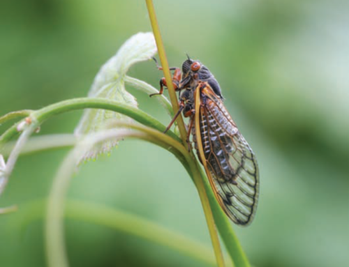 Brood X Cicadas – They’ll Be Back