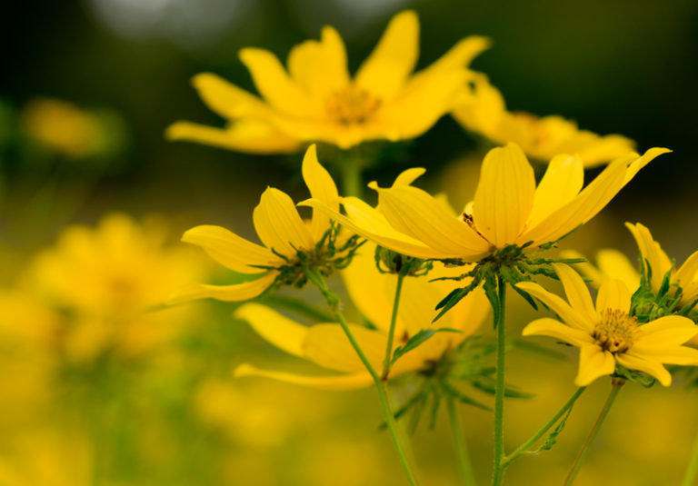 Our Mission Hunterdon Land Trust