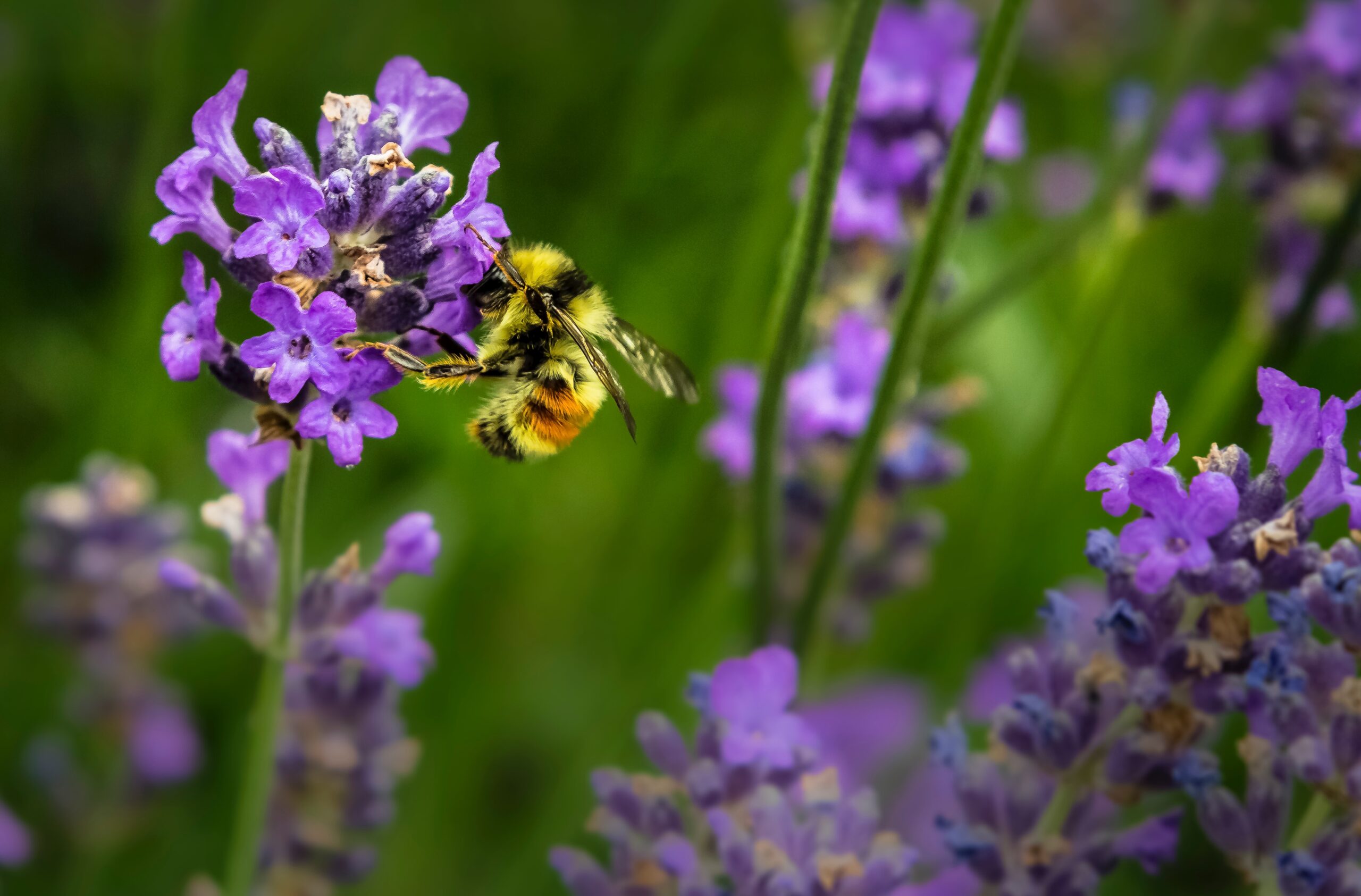 Governor Signs Bill That Protects Pollinators