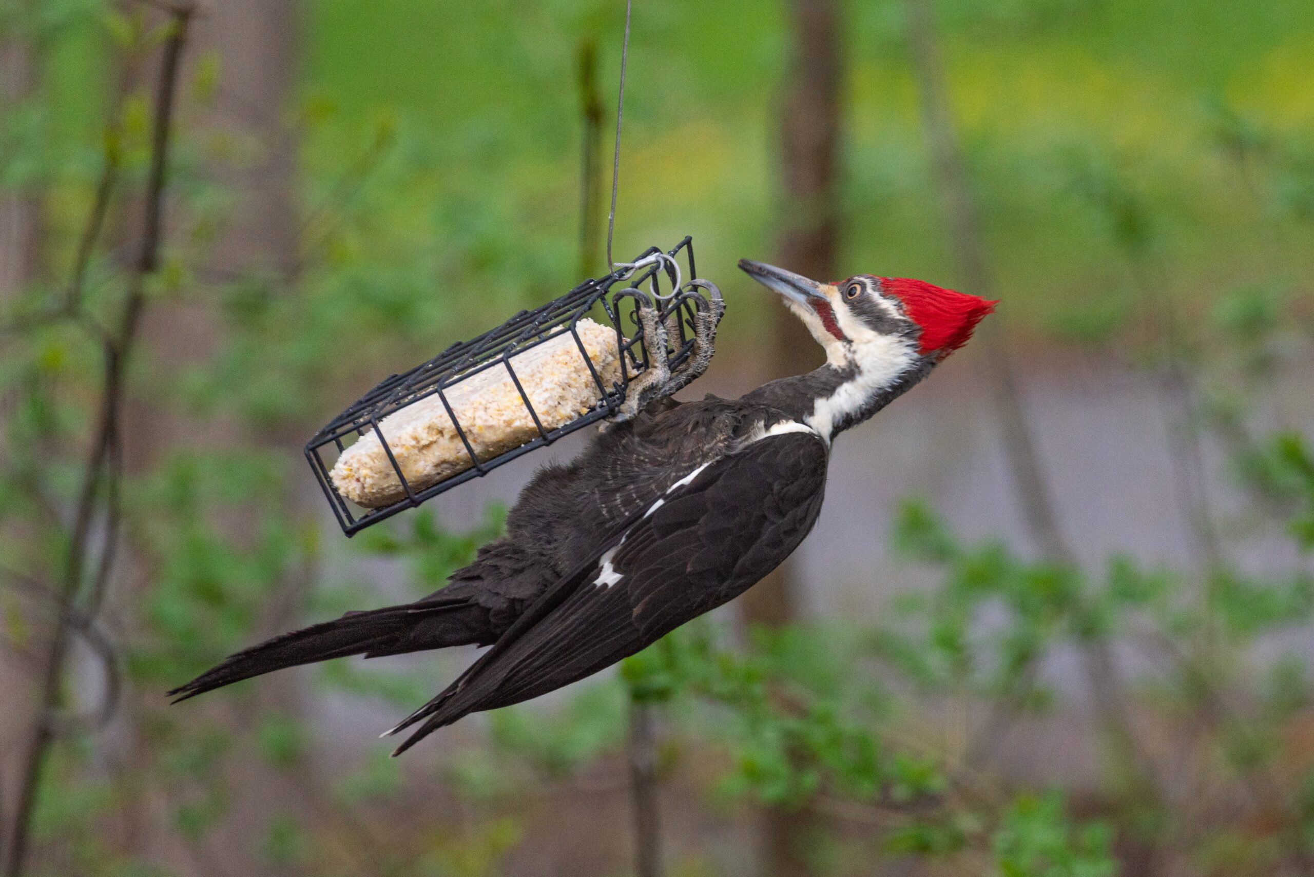 Critter Corner: Woodpeckers Vital to Healthy Forest Ecosystem